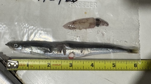 Japanese sand lance (Ammodytes personatus) — Ammodytidae — 2