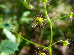 Drosera pallida