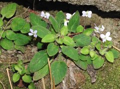 Viola diffusa