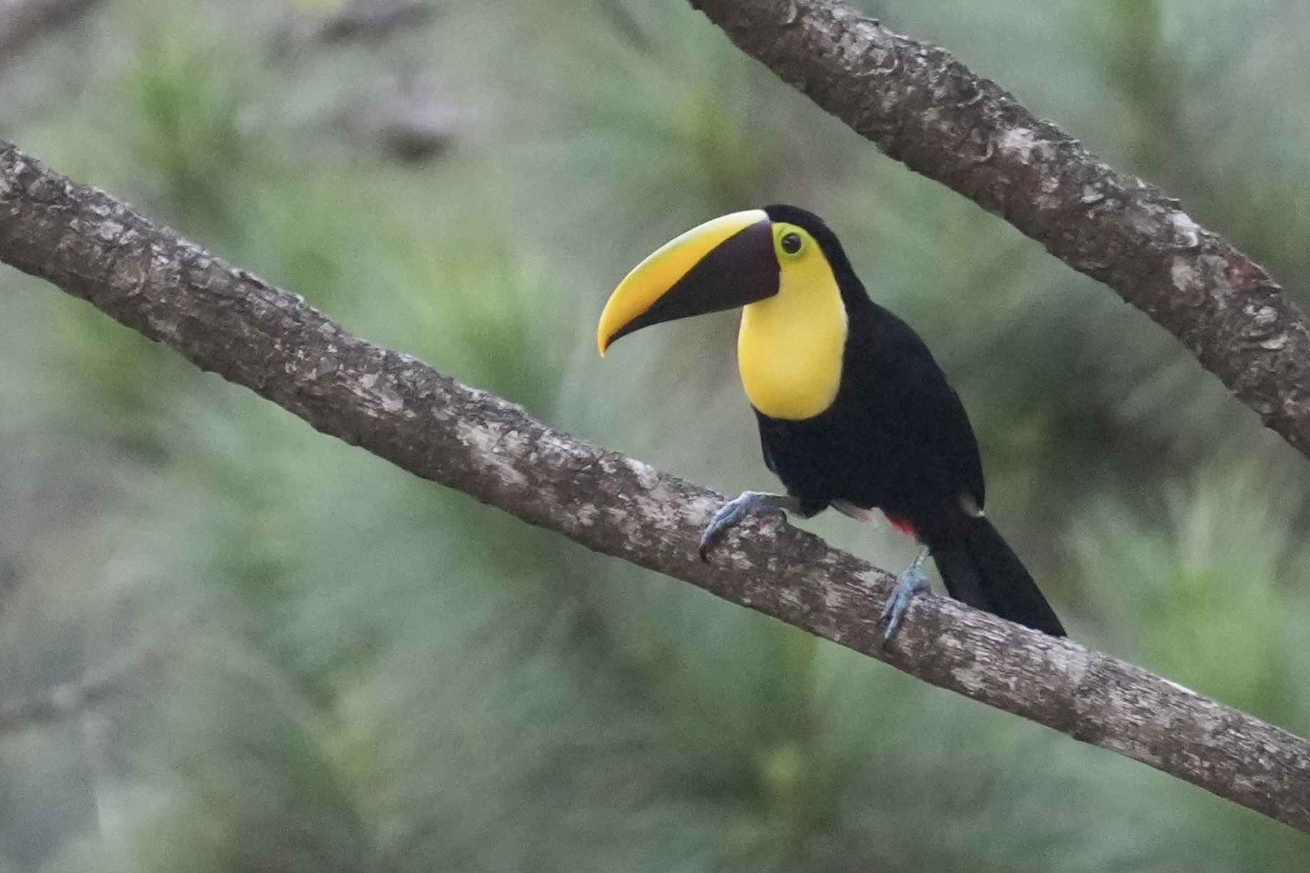 Yellow-throated Toucan (Ramphastos ambiguus), photo 7