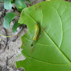 Hypochrysops