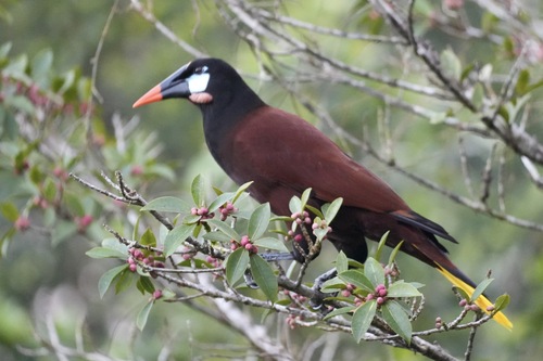 Montezuma Oropendola (Psarocolius montezuma), photo 7