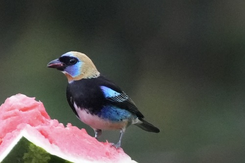 Golden-hooded Tanager (Stilpnia larvata), photo 6