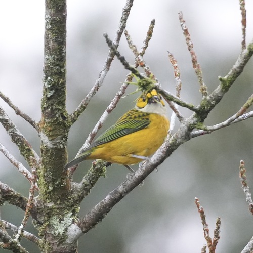 Silver-throated Tanager (Tangara icterocephala)
