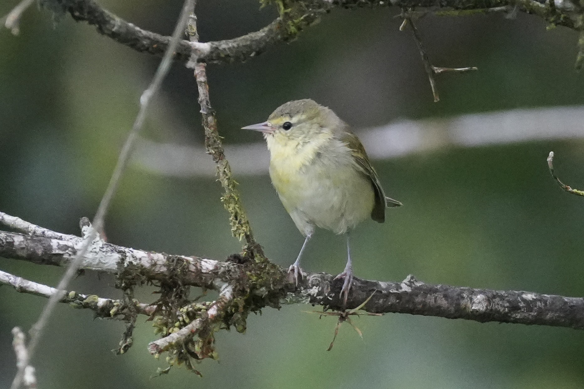 Tennessee Warbler (Leiothlypis peregrina), photo 3