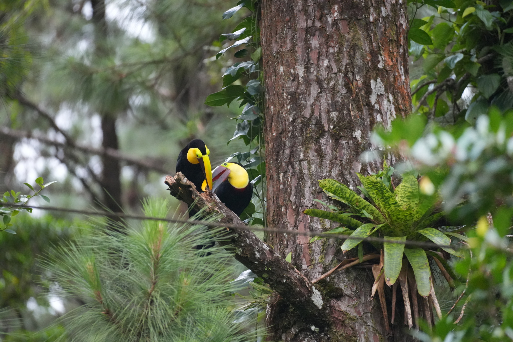 Yellow-throated Toucan (Ramphastos ambiguus), photo 6