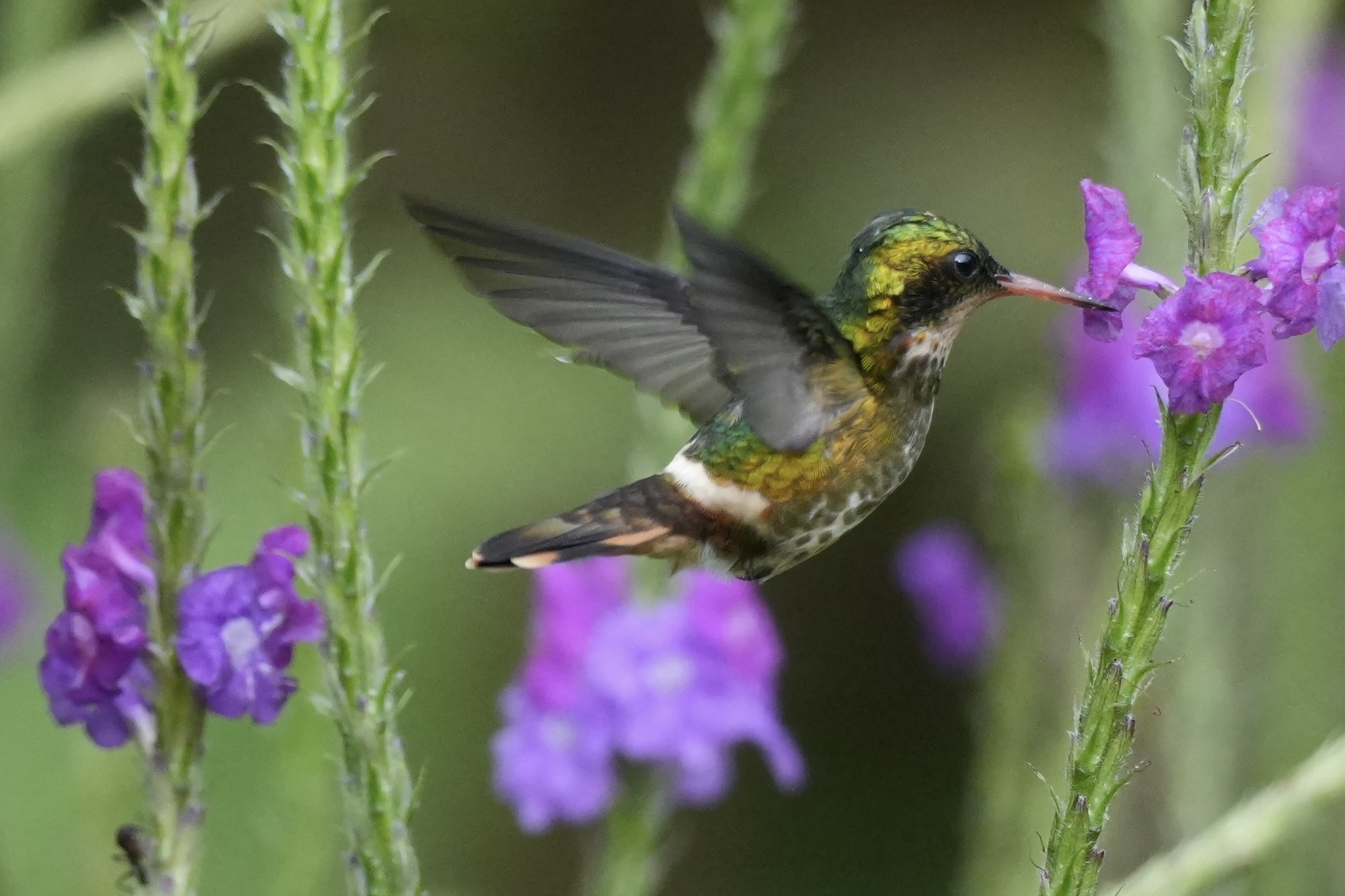 Black-crested Coquette (Lophornis helenae), photo 2