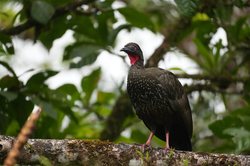 Crested Guan (Penelope purpurascens), photo 5