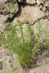 Artemisia palustris