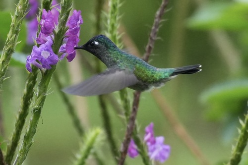 Violet-headed Hummingbird (Klais guimeti), photo 5