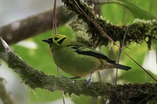 Emerald Tanager (Tangara florida), photo 3