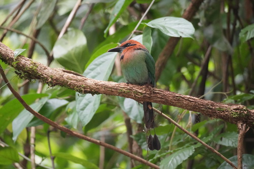 Broad-billed Motmot (Electron platyrhynchum), photo 7