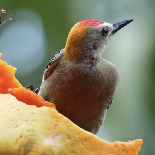 Hoffmann's Woodpecker (Melanerpes hoffmannii), photo 5