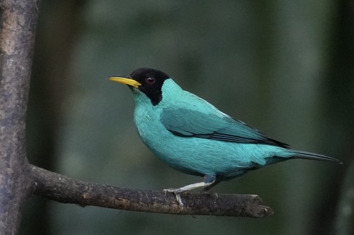 Green Honeycreeper (Chlorophanes spiza), photo 5