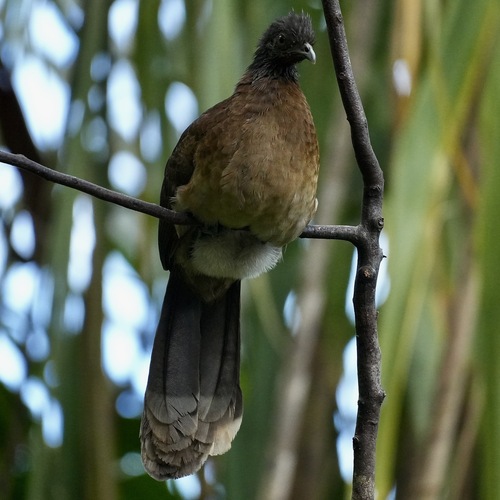 Grey-headed Chachalaca (Ortalis cinereiceps), photo 8