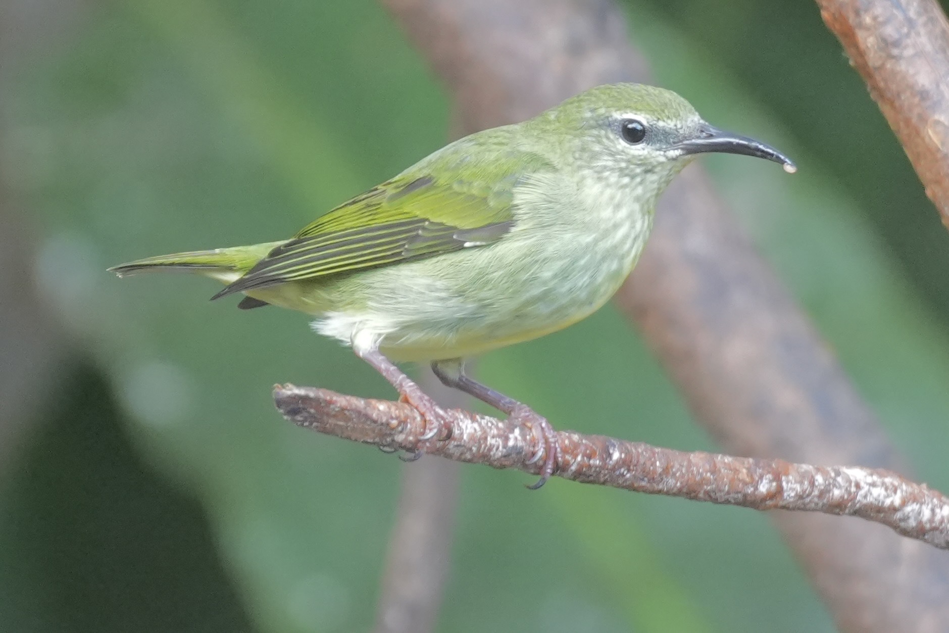 Red-legged Honeycreeper (Cyanerpes cyaneus), photo 6
