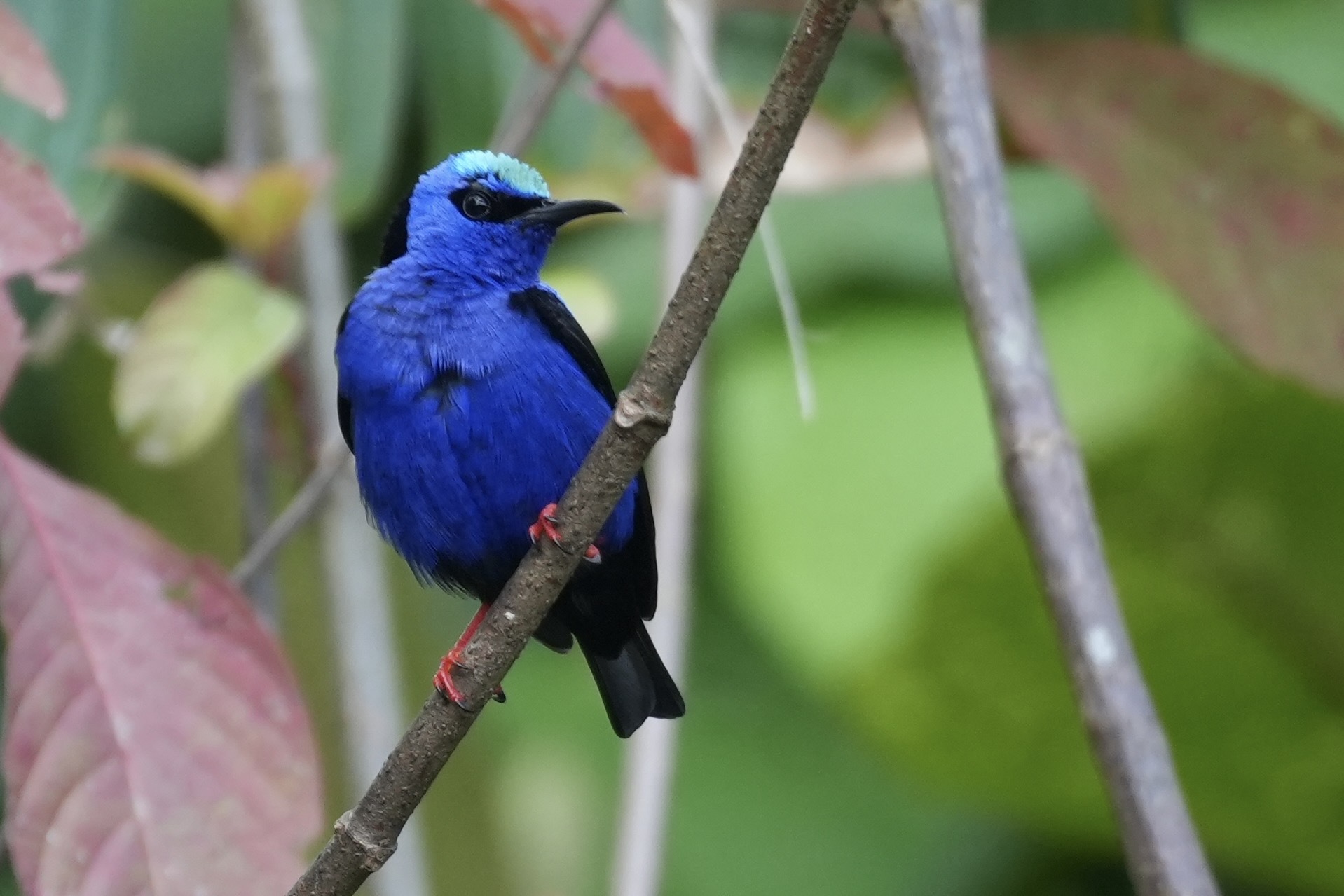 Red-legged Honeycreeper (Cyanerpes cyaneus), photo 5