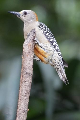 Hoffmann's Woodpecker (Melanerpes hoffmannii), photo 4
