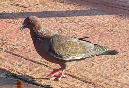 Picazuro Pigeon (Patagioenas picazuro), photo 8