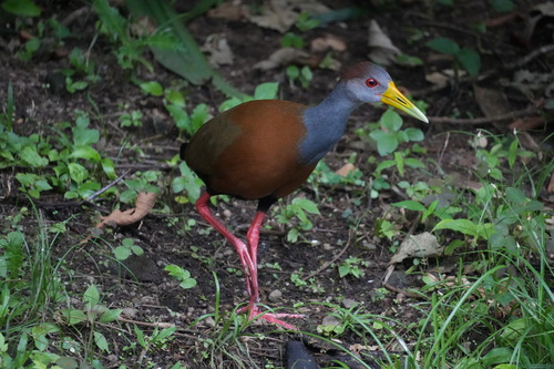 Russet-naped Wood Rail (Aramides albiventris), photo 5