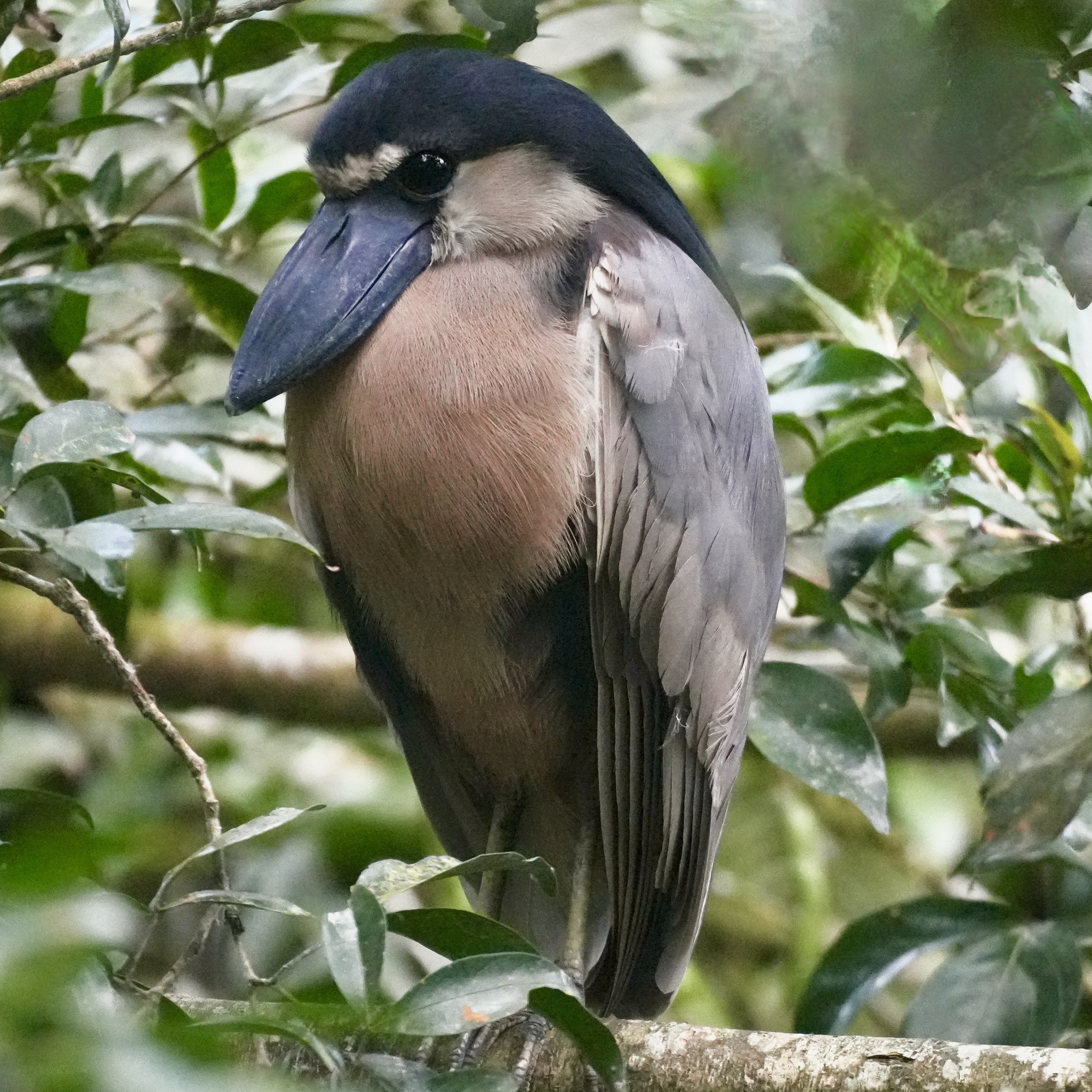 Boat-billed Heron (Cochlearius cochlearius), photo 8