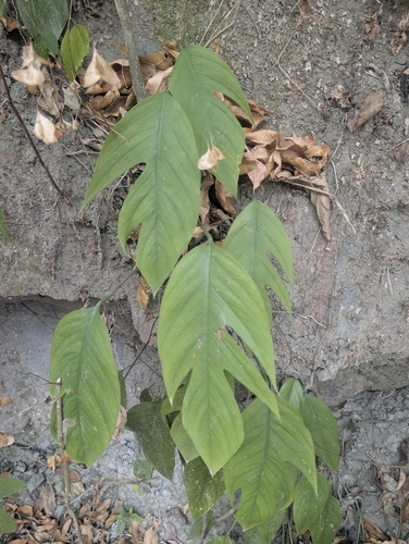 Variegated-philodendron