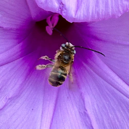 Florilegus purpurascens