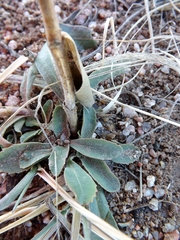 Penstemon albidus