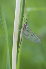 Ephemera lineata