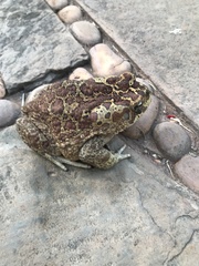 Sclerophrys mauritanica