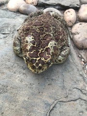 Sclerophrys mauritanica