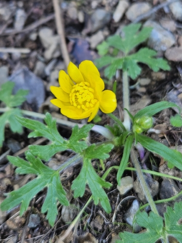 Sacramento Valley Buttercup (Ranunculus canus)