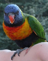 Trichoglossus moluccanus moluccanus