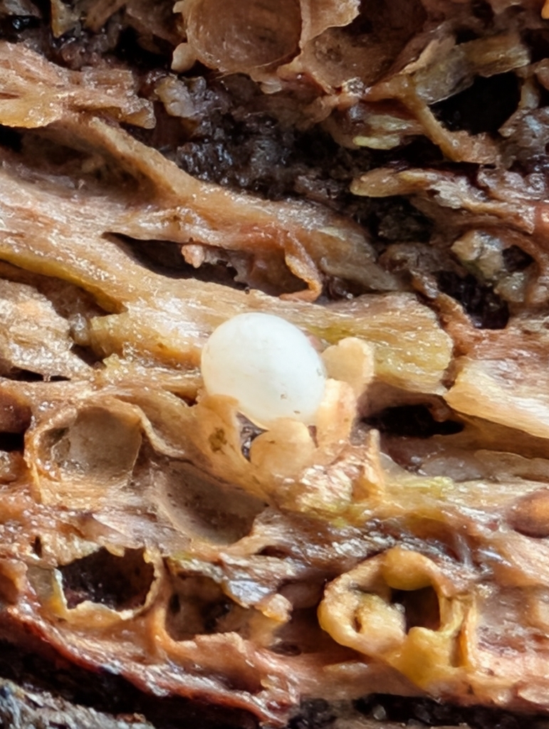 Sphaerobolus stellatus · January 2026 · photo: © pilmar (iNaturalist, cc0)