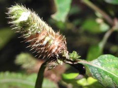 Lepidagathis incurva