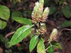 Lepidagathis incurva