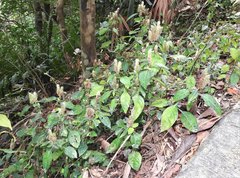 Lepidagathis incurva