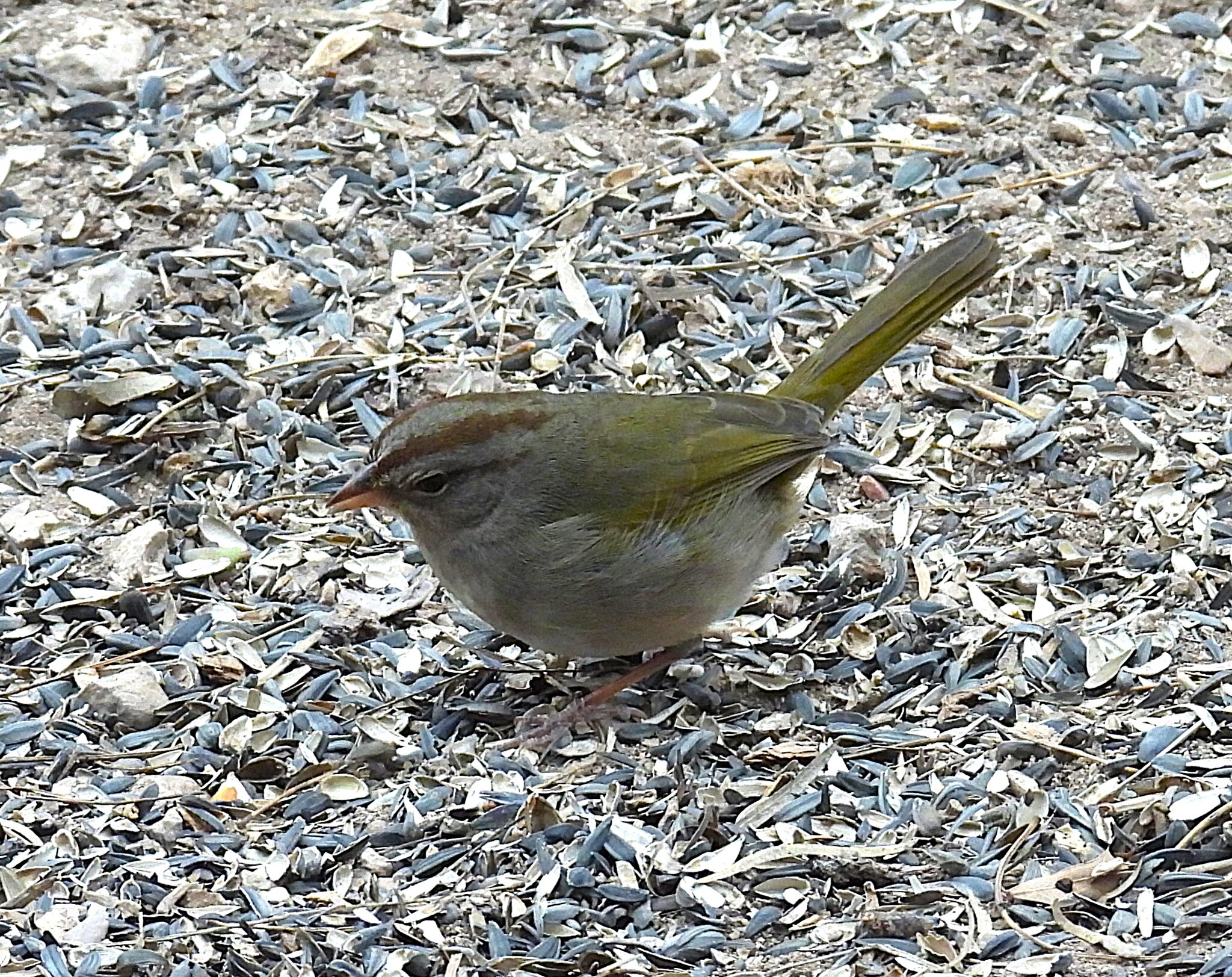 Olive Sparrow (Arremonops rufivirgatus), photo 3