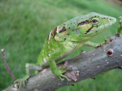 Polychrus marmoratus