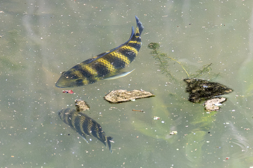 Zebra tilapia (Heterotilapia buttikoferi) — Cichlidae — 4