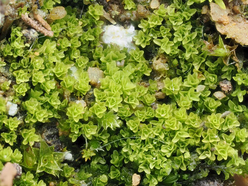 Gymnostomum viridulum