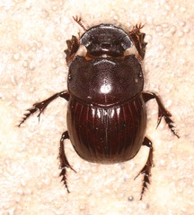 Copris elphenor