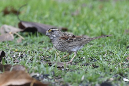 White-throated Sparrow photographed in California