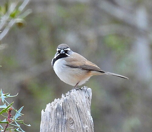 Black-throated Sparrow (Amphispiza bilineata), photo 2