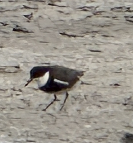 Red-kneed Dotterel (Erythrogonys cinctus), photo 4