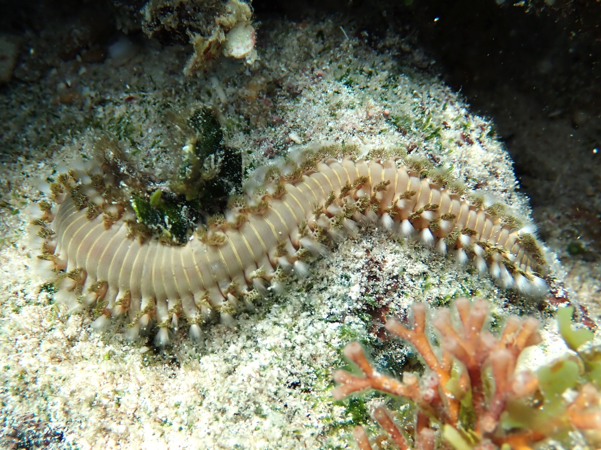 Hermodice carunculata (Pallas, 1766)