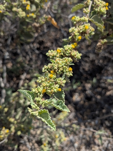 Waltheria ovata, photograph 1