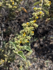 (c) Jacob Saucier, some rights reserved (CC BY) Waltheria ovata, photograph (c) Jacob Saucier, some rights reserved (CC BY)