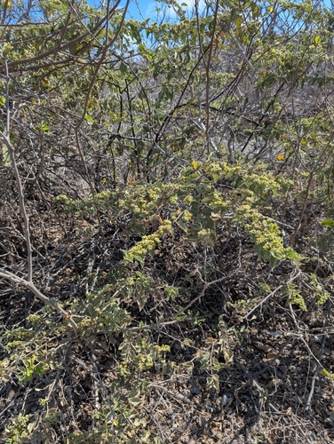 Waltheria ovata, photograph 2