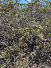 (c) Jacob Saucier, some rights reserved (CC BY) Waltheria ovata, photograph (c) Jacob Saucier, some rights reserved (CC BY)